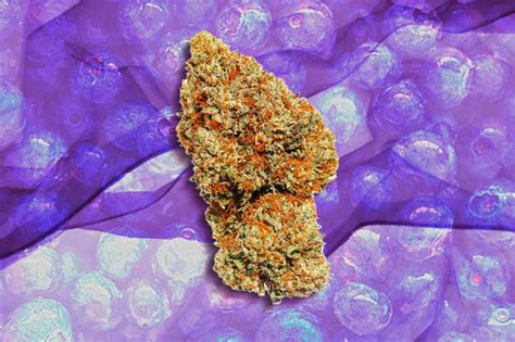 burberry kush testo|Blueberry Kush aka Blueberry OG Kush Weed Strain Information.